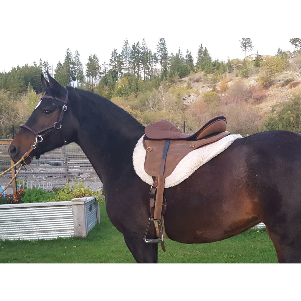 Sensation Ride™  Tundra saddle - Light model